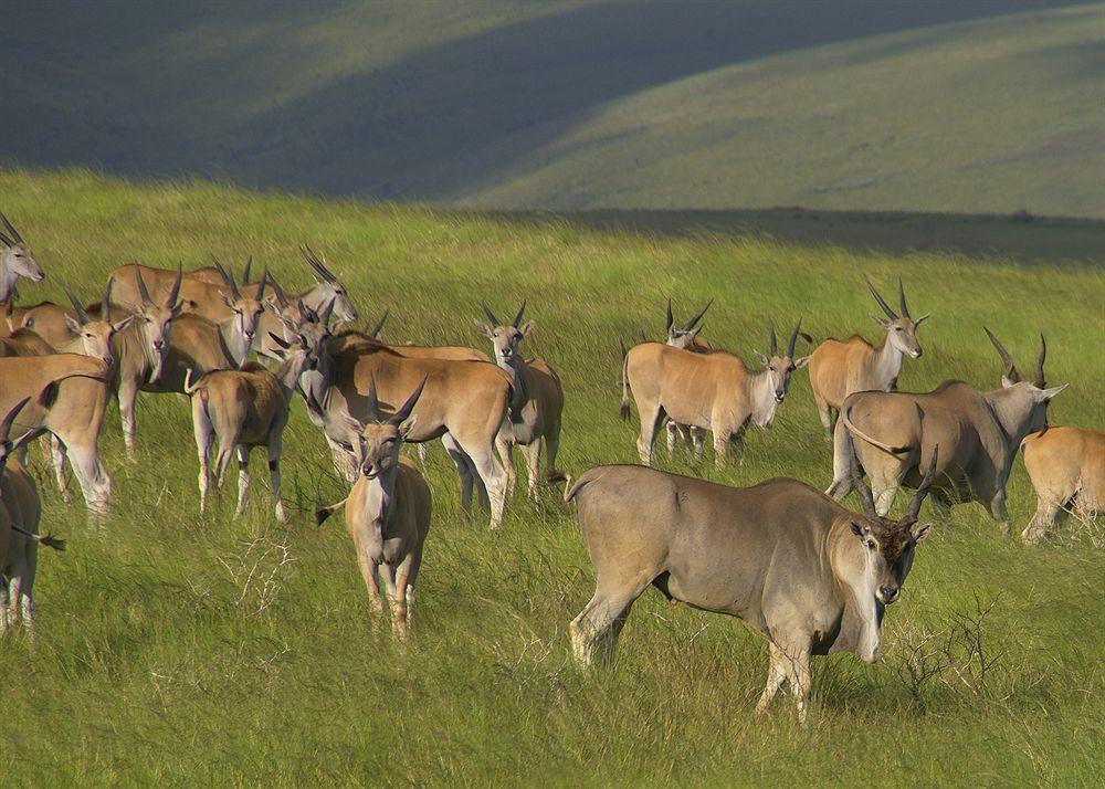 Gondwana Game Reserve Kleinberg Exterior foto